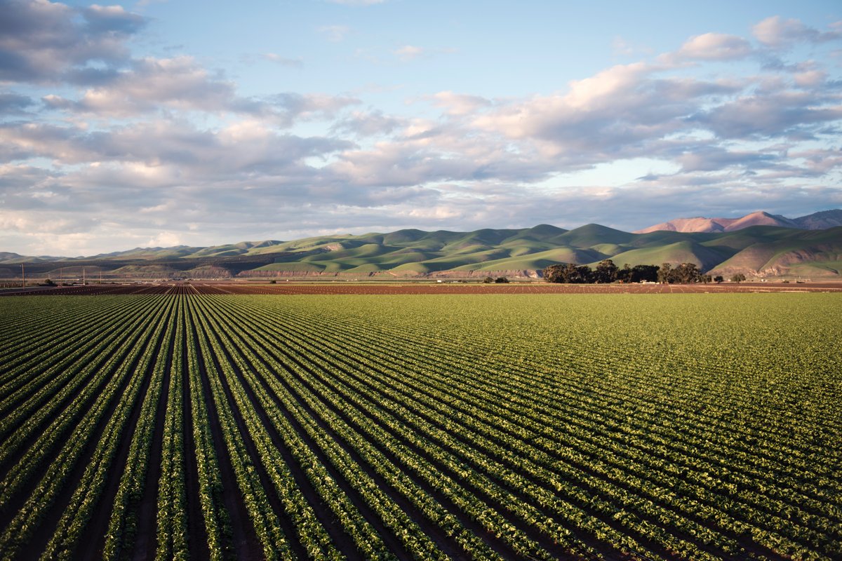 Agricultura local